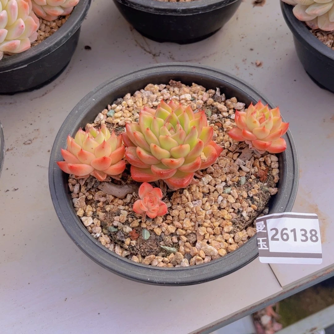 东云多肉植物26138