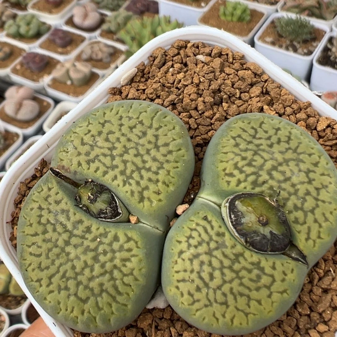 48多肉植物百科植物