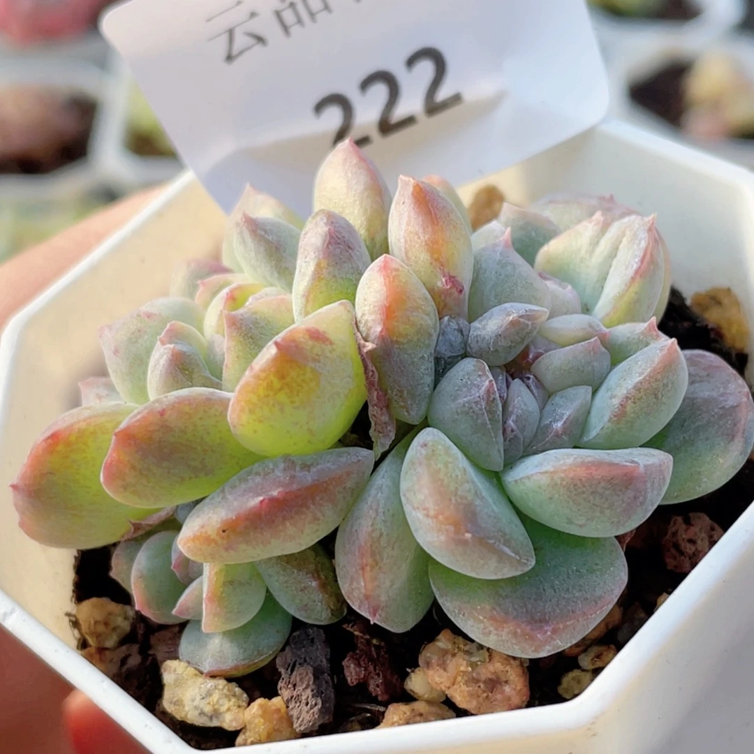 222号糖心冰心珍妮 石化