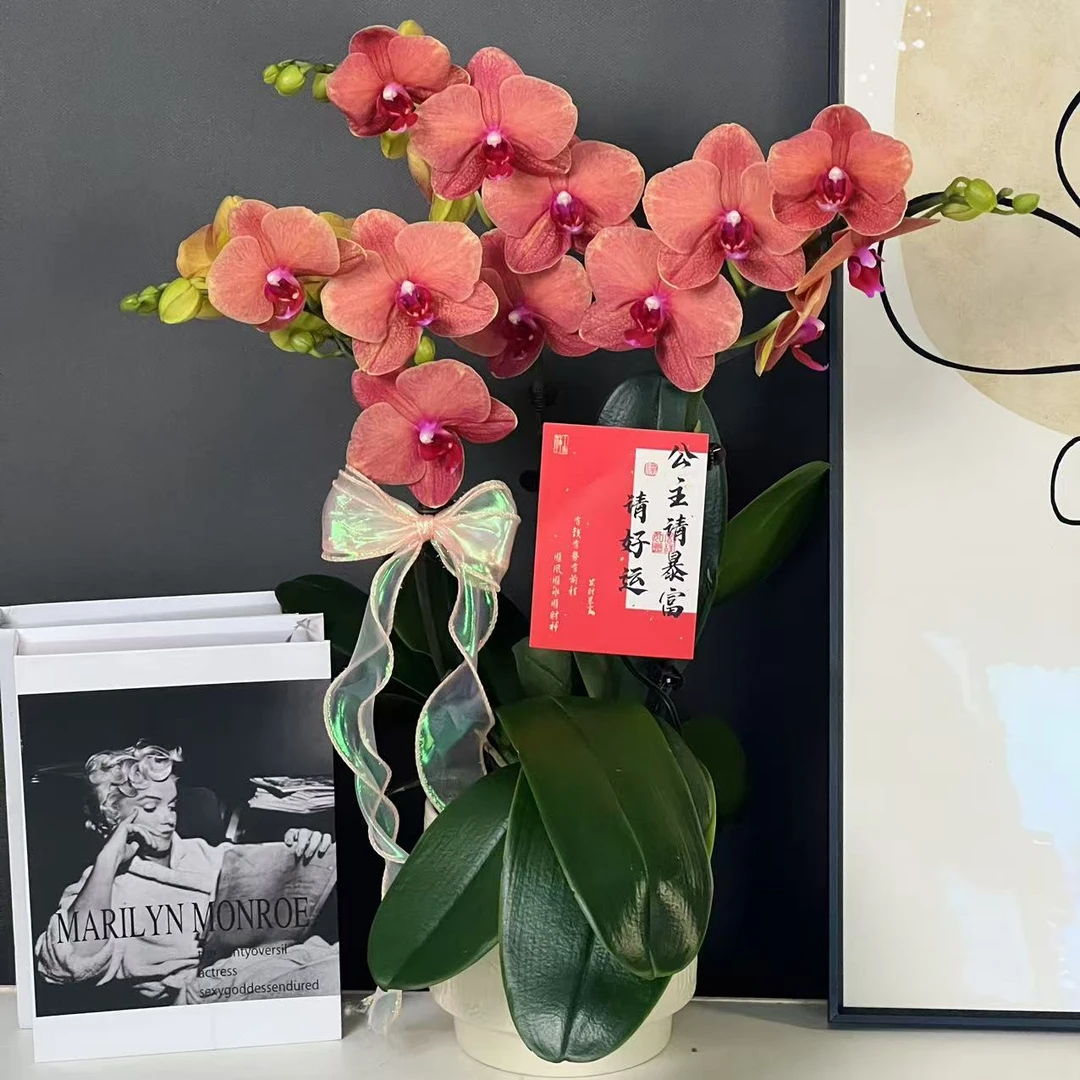 【金桔】爱马仕橙色欧品蜡质花高级蝴蝶兰耐开带花带花苞室内花卉