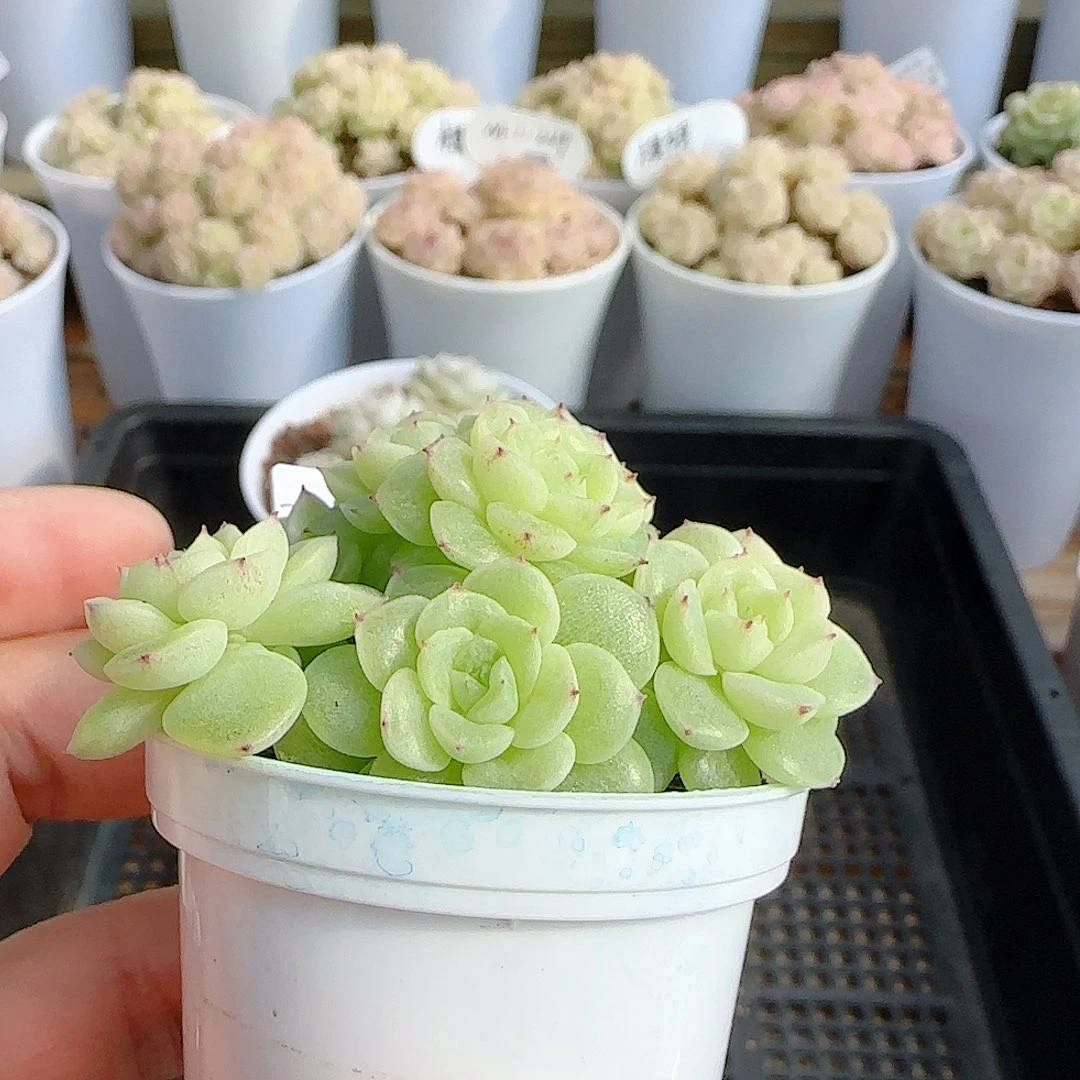 维***妮1214-98（fm-198）优选