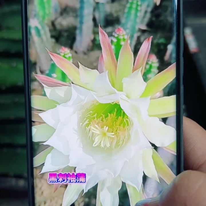 19黑刺斑歪无根侧芽20公分以上20包邮