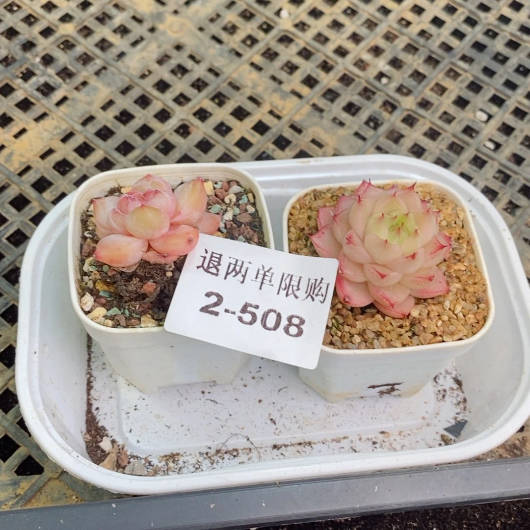 C**a2-508多肉多肉多肉多肉多肉多肉多肉