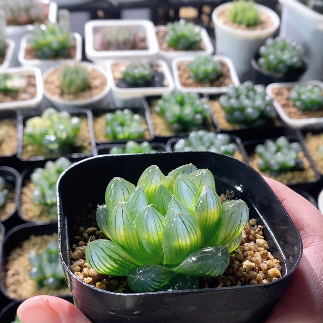 2****Y4玉露大窗透蓝玉露多肉