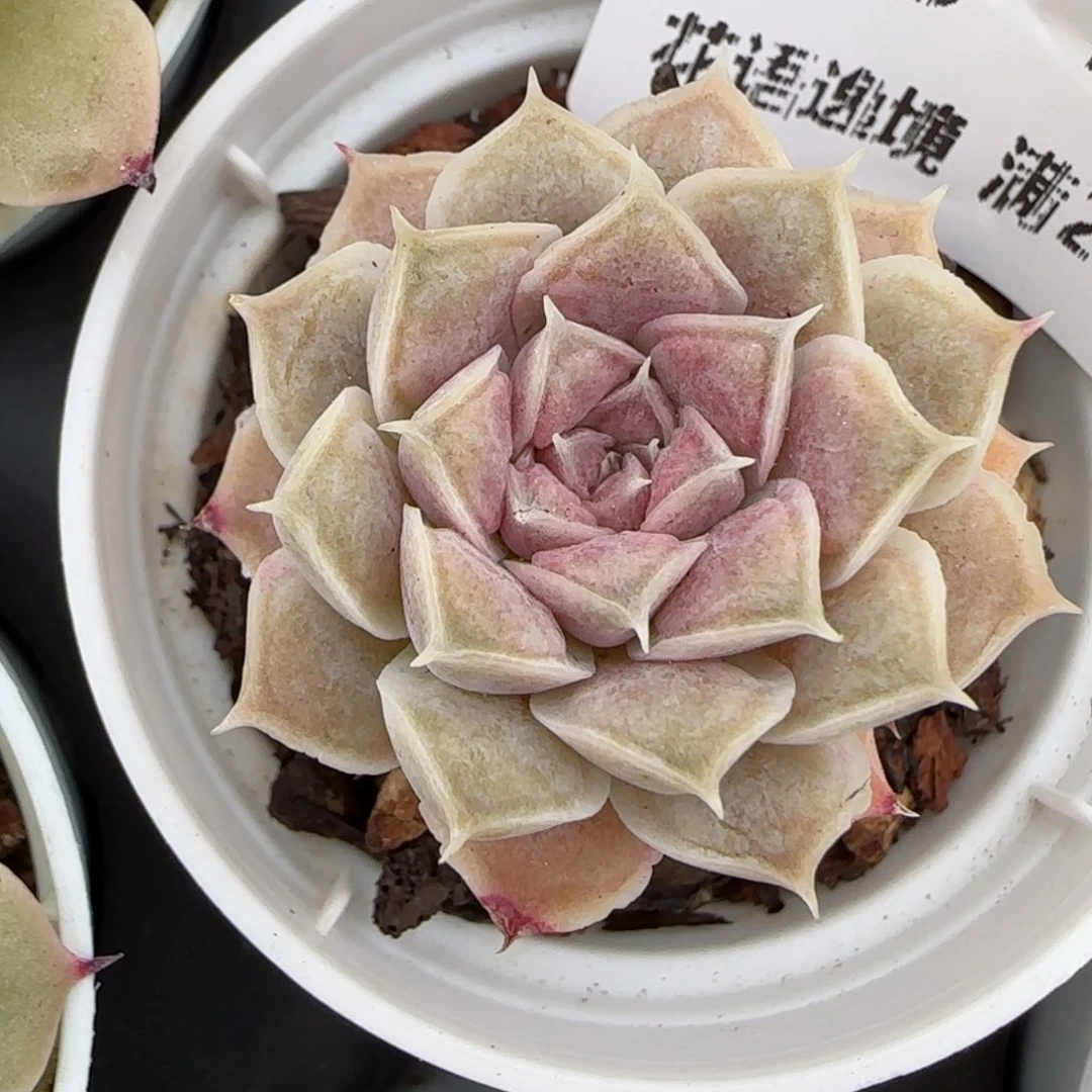 花语逸镜0128-173