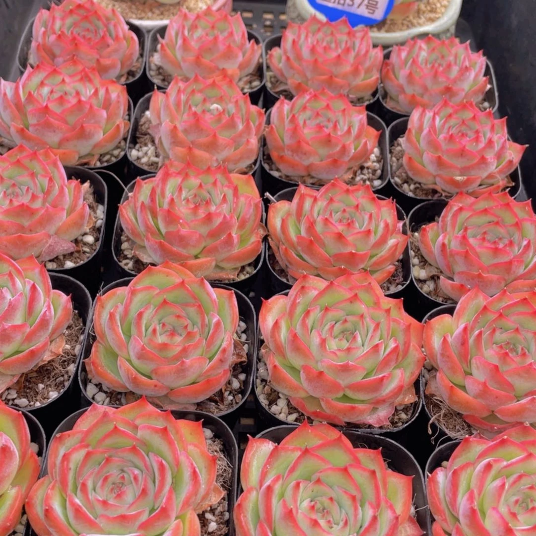 量拍37号 玫瑰花粉侧影单头一个