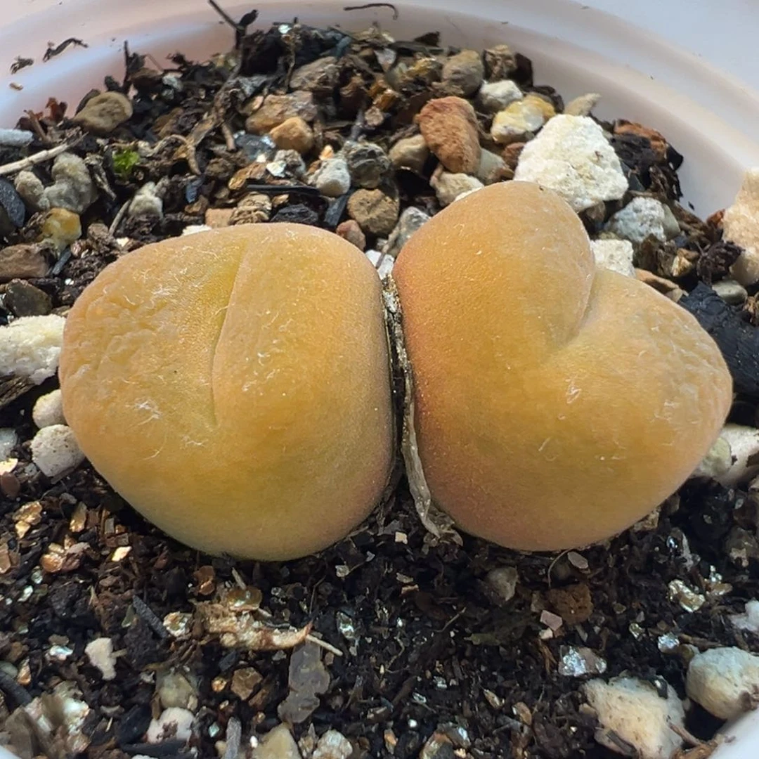 863多肉植物种类多样