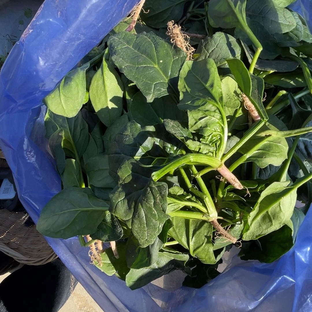 中国大陆农家种植的新鲜红根菠菜五斤