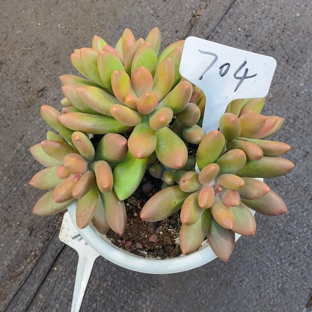 守***使00000000000000704