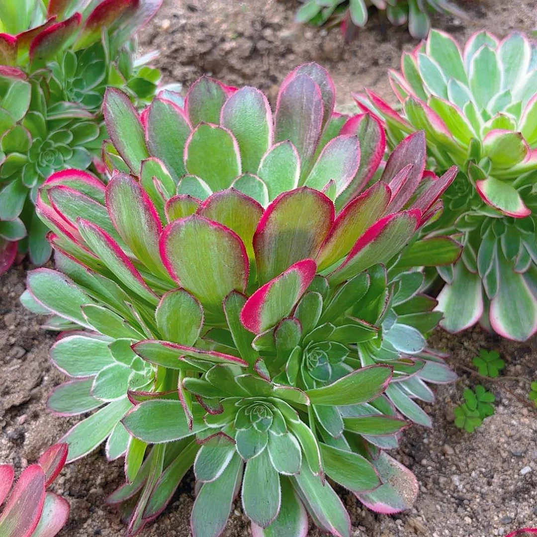 海王手捧多肉植物