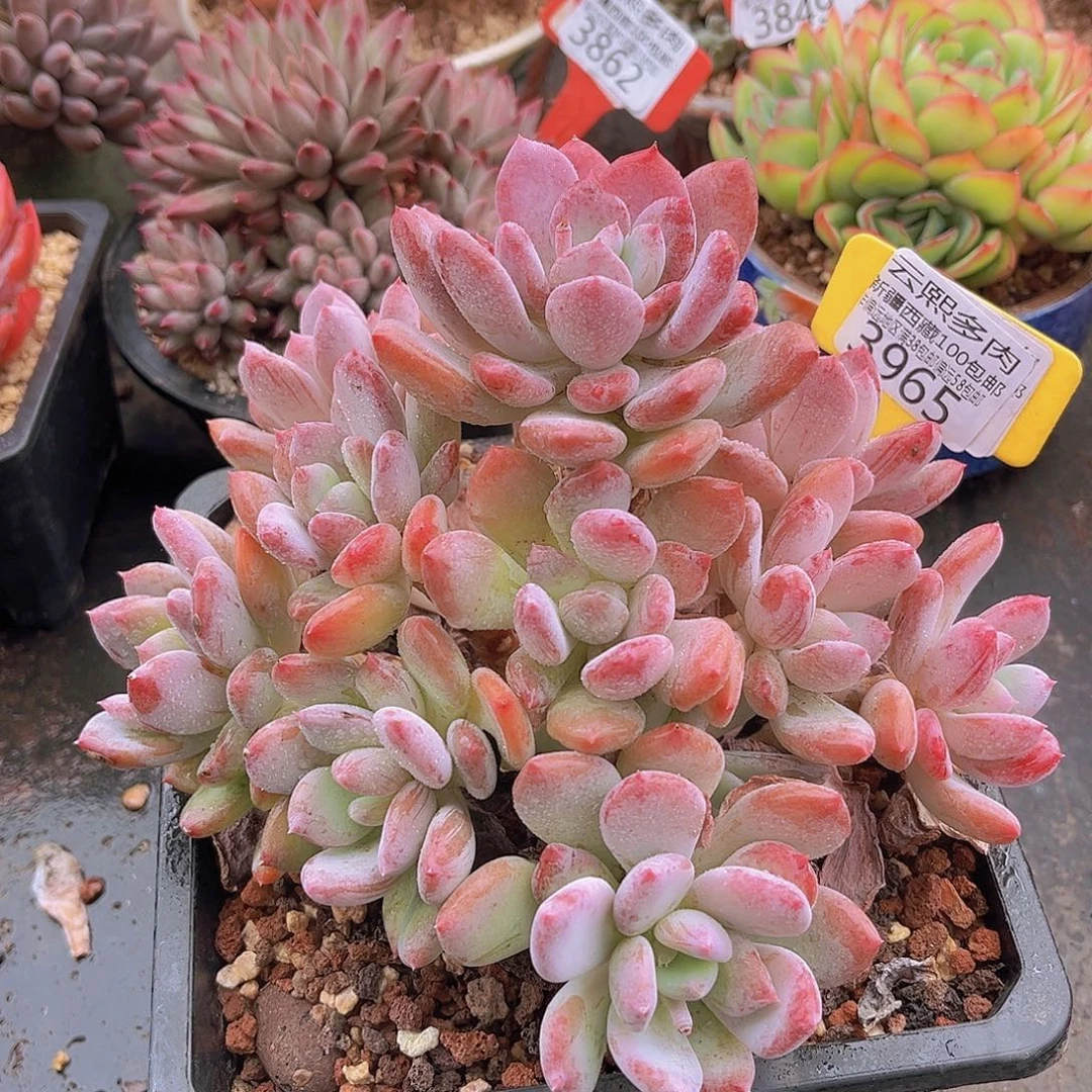 3965灰姑娘多肉植物