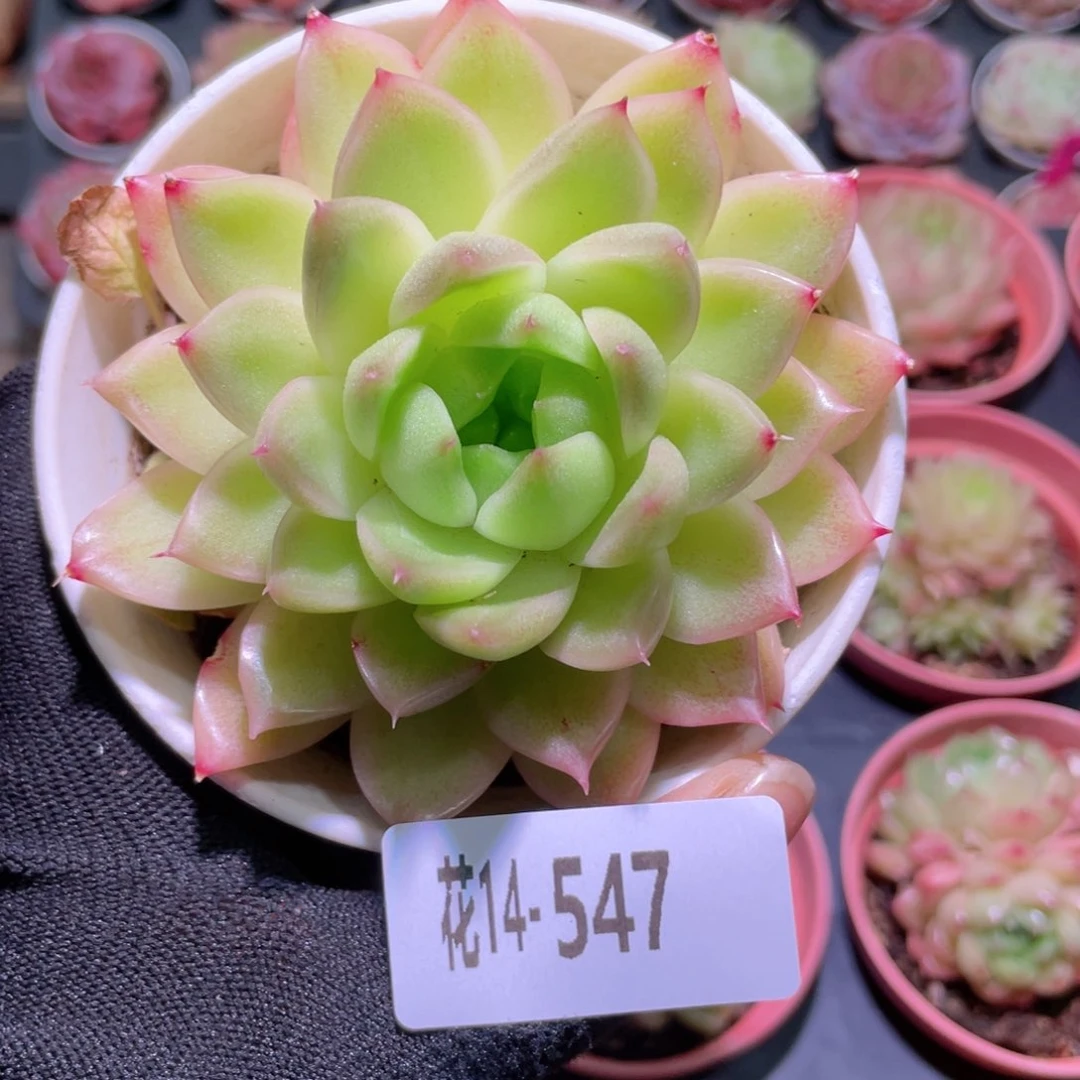 花利美14-547麦秆