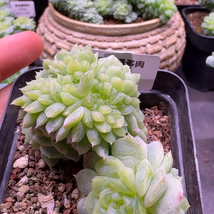 8010纸鸢缀化一物一拍7cm盆