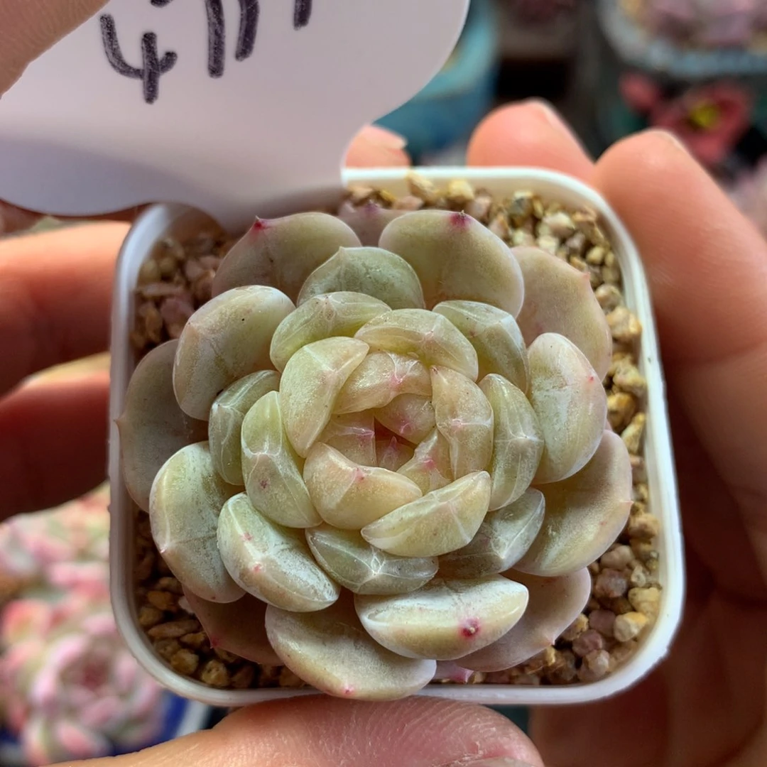 白色恋人单头4799