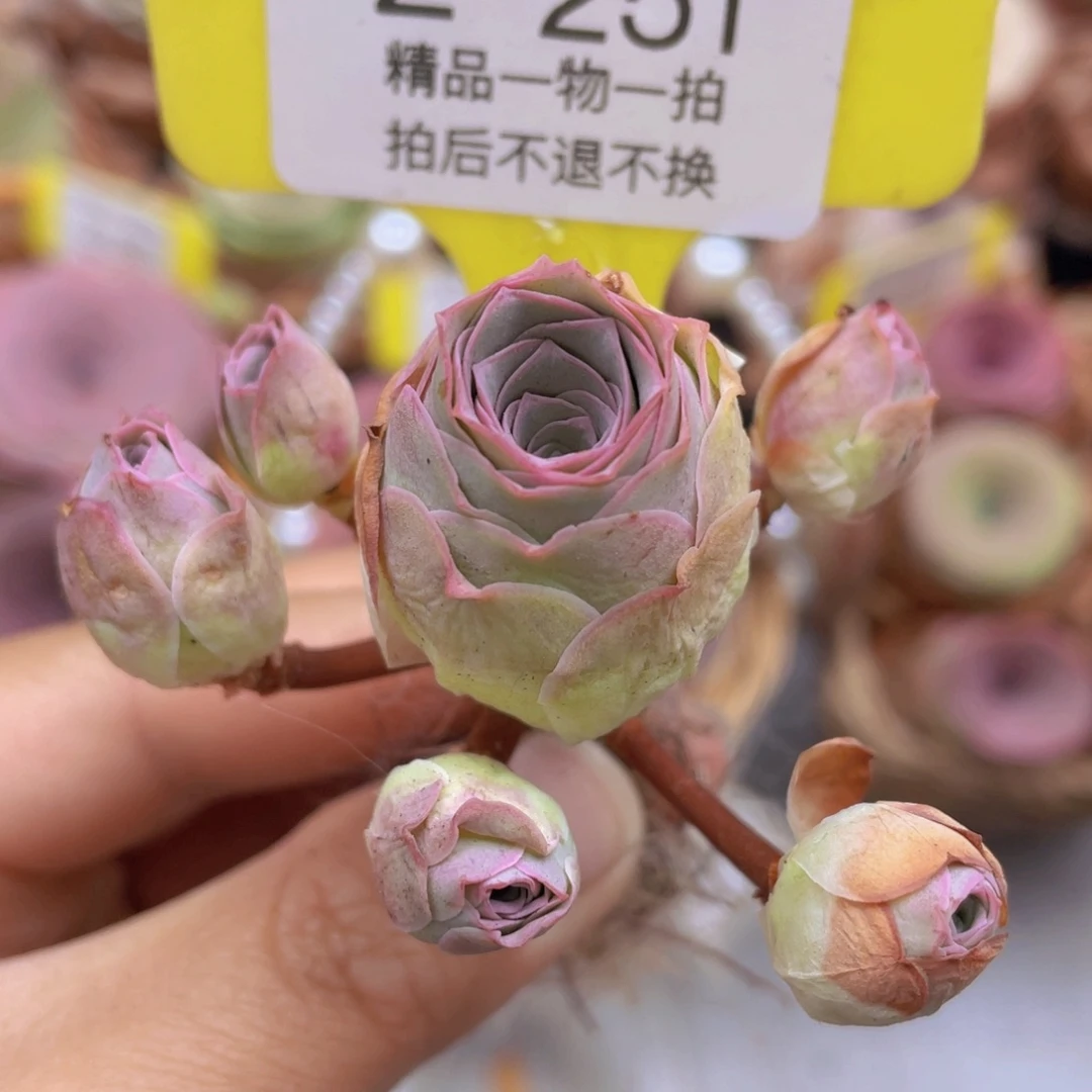 山地玫瑰Z251断枝不包损不售后