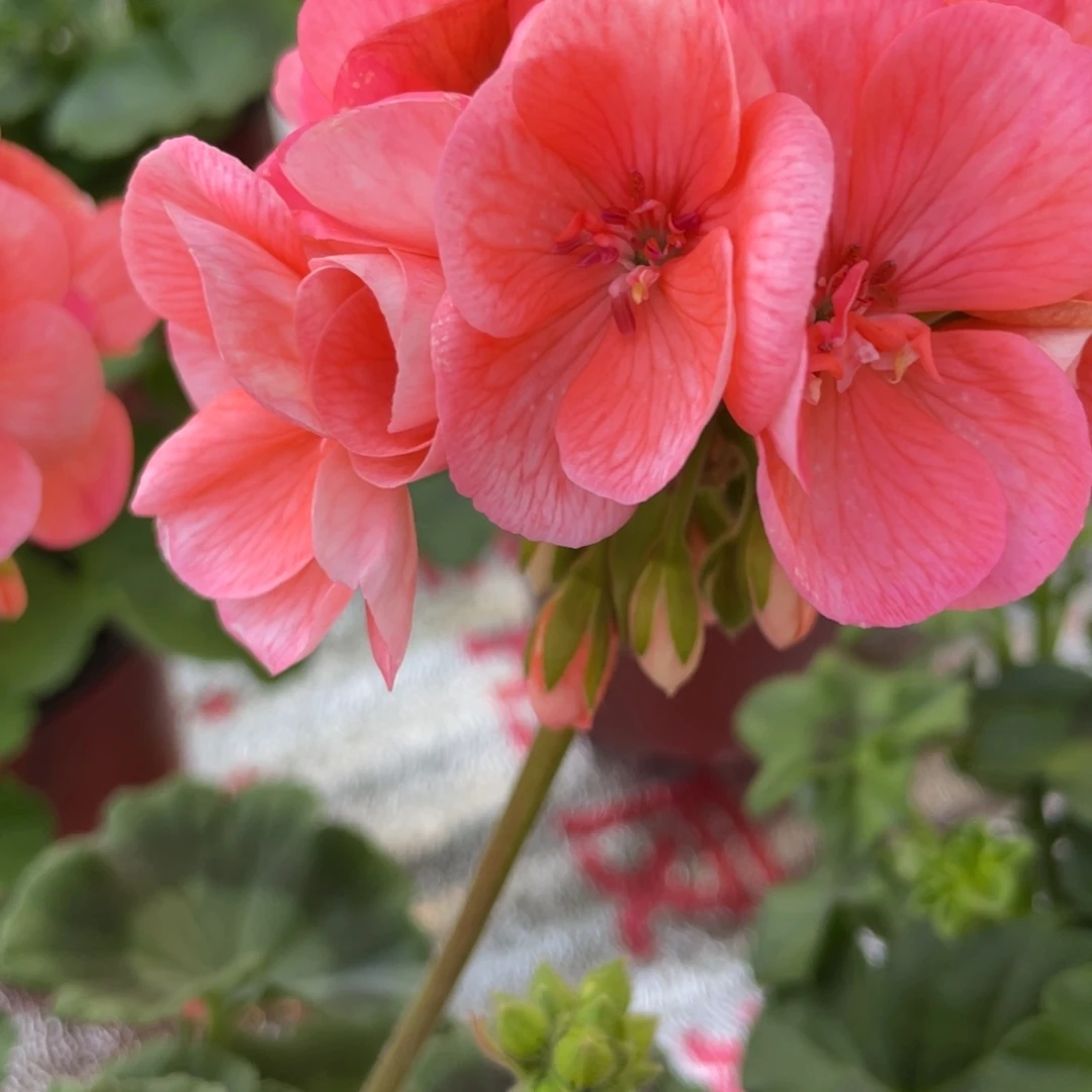 完全开放大山宫150