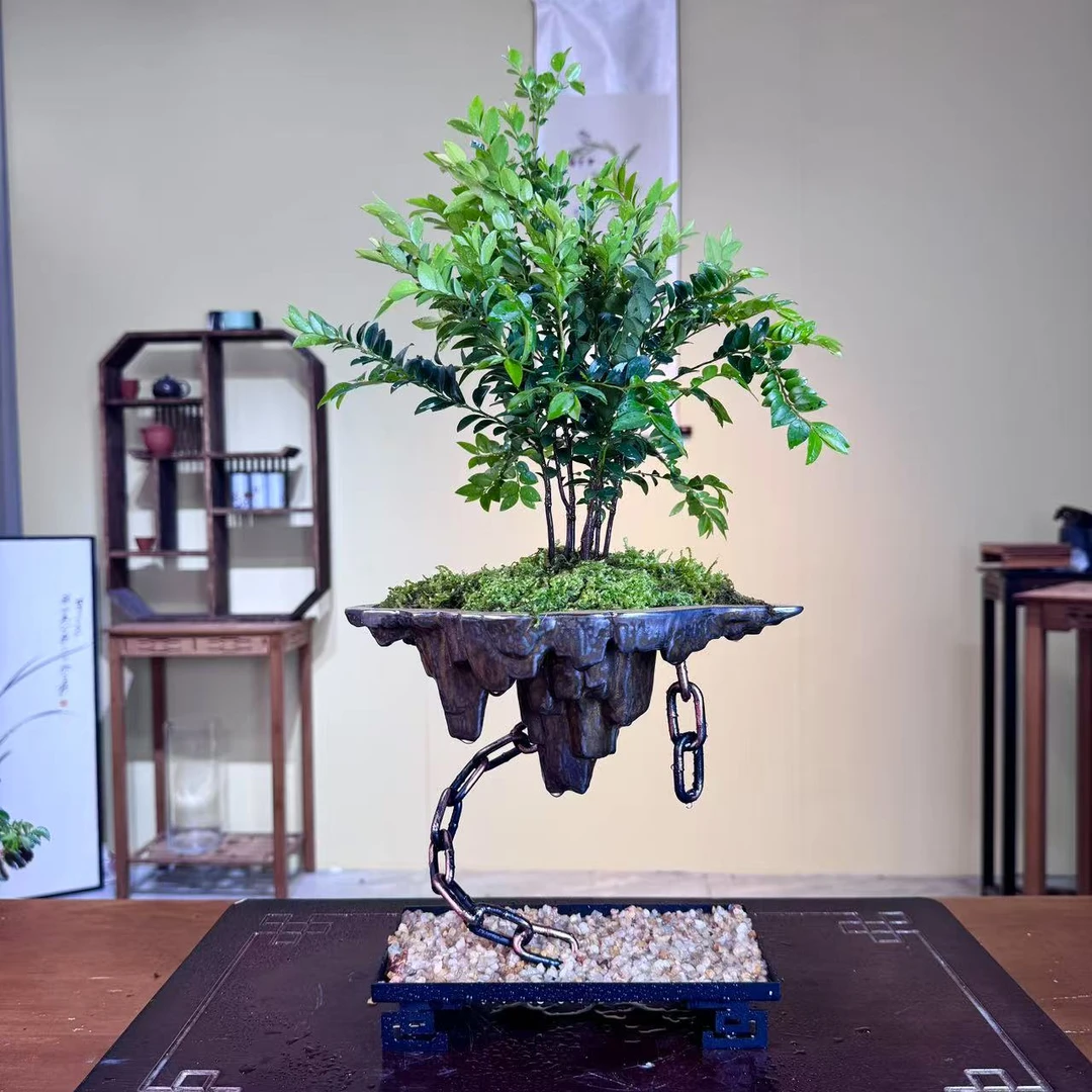 天空之城小叶紫黑古茶老桩盆景室内绿植客厅高档植物悬挂式花盆