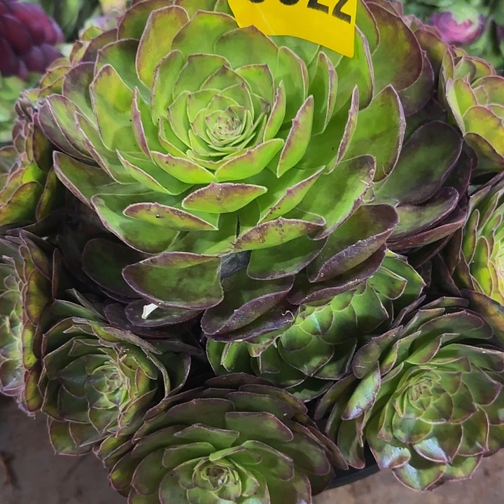 多肉植物轮回0922