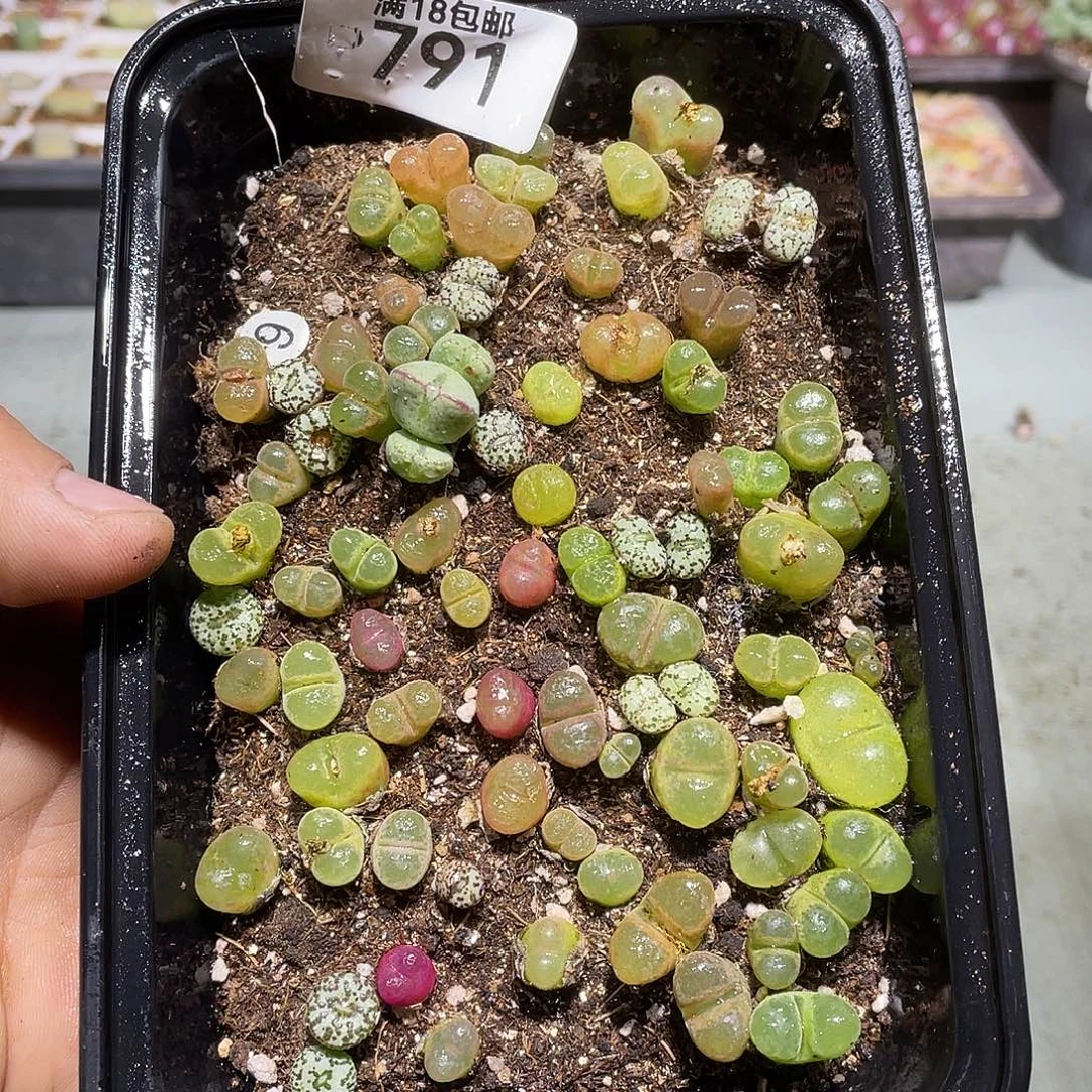 791当天凑满十八元包邮生石花