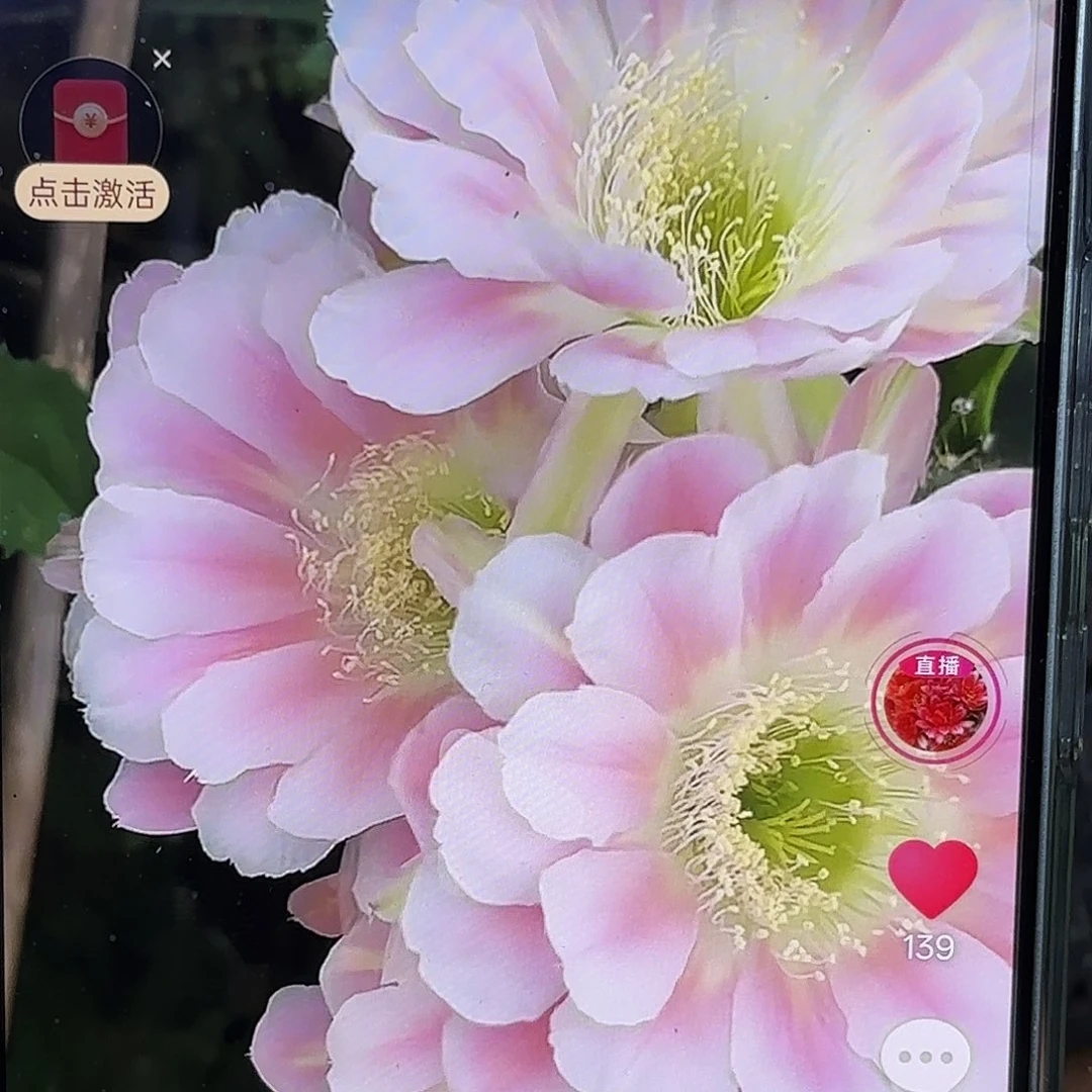 绿姬丽花侧牙20包邮24小