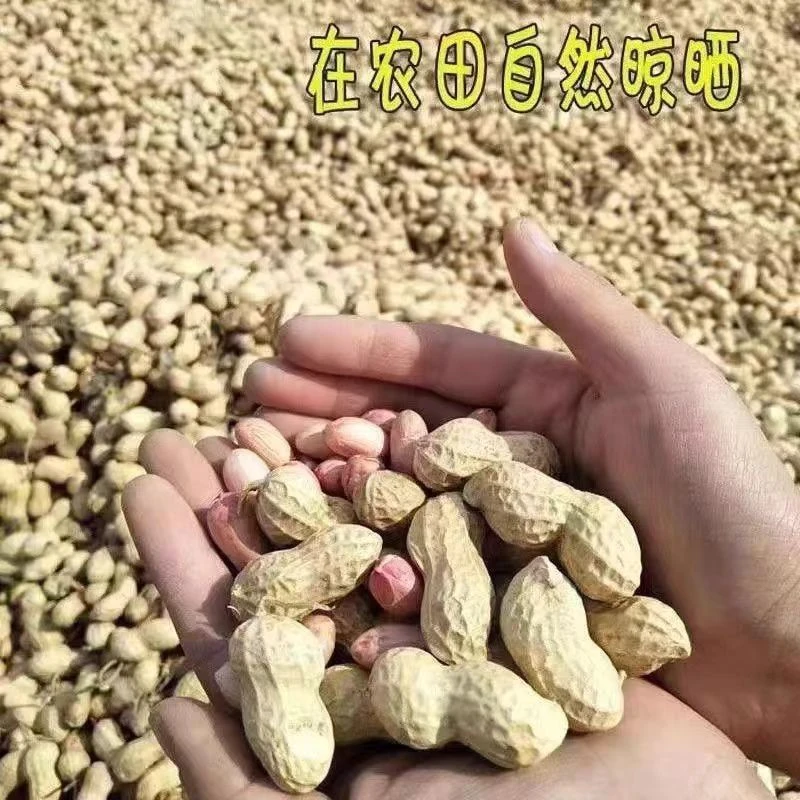 农户自然晾晒干花生
