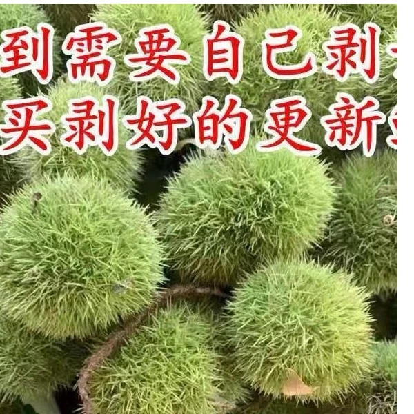 新鲜嫩板栗湖北罗田栗子带刺球发货5斤嫩栗子生吃脆甜花壳现摘发