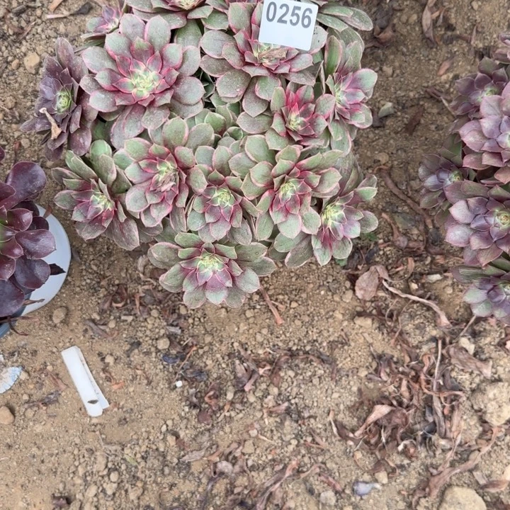 256 清棚处理不包断枝