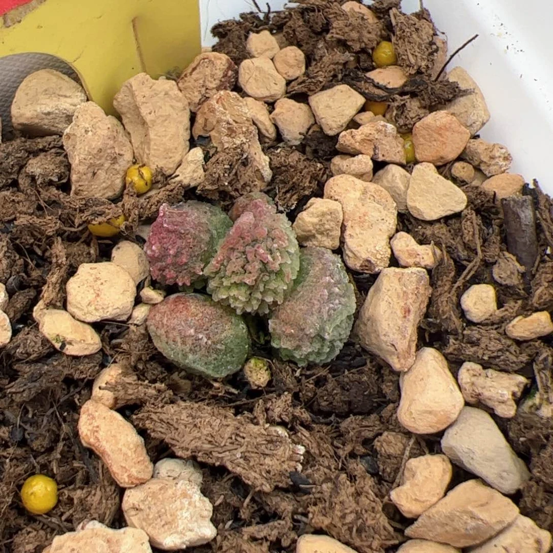 其*?杂交。              多肉。