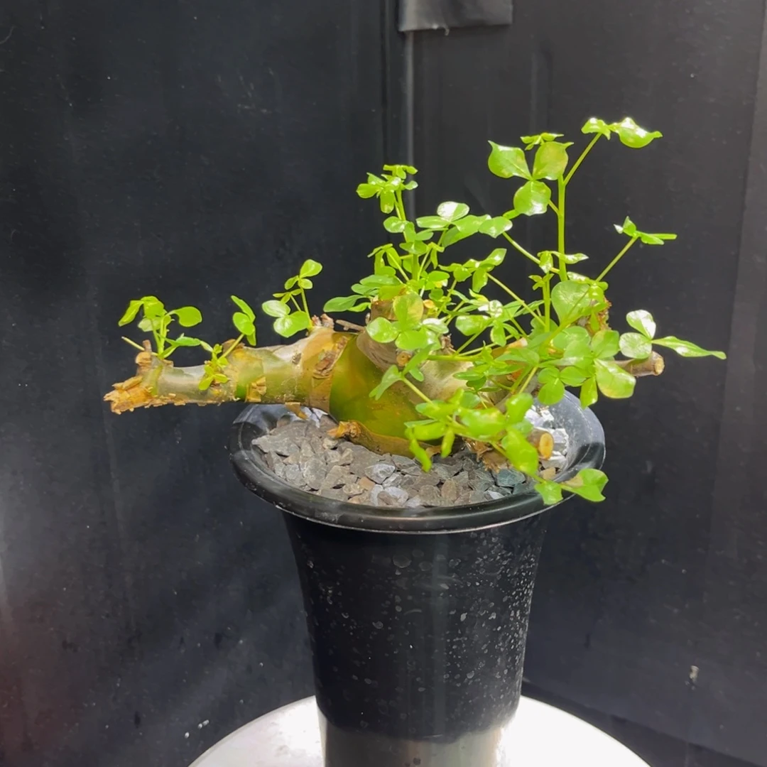 安哥拉绿皮Zzzzzzzzzzzzzzzzzz