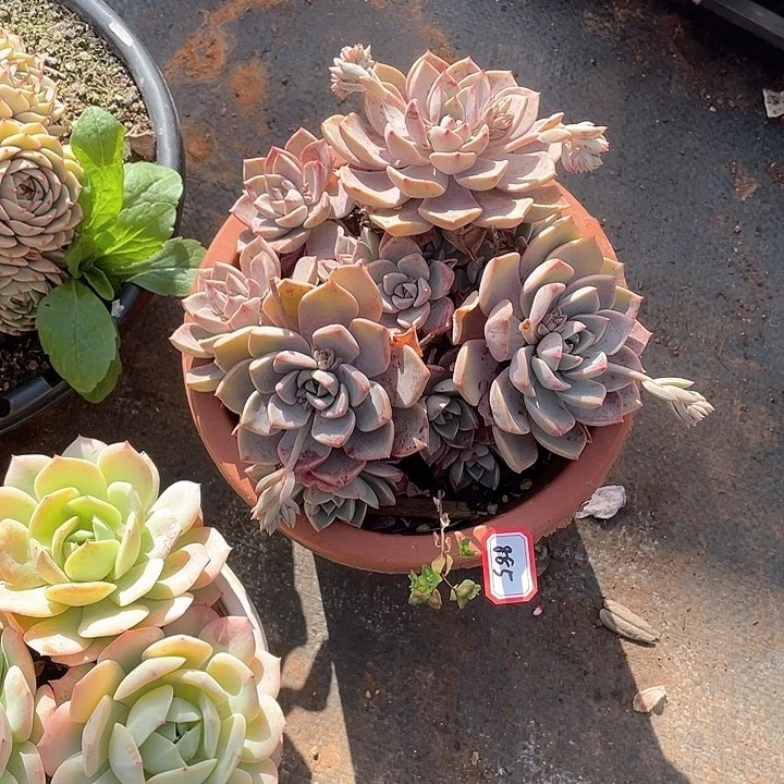 885红粉 一物一拍多肉