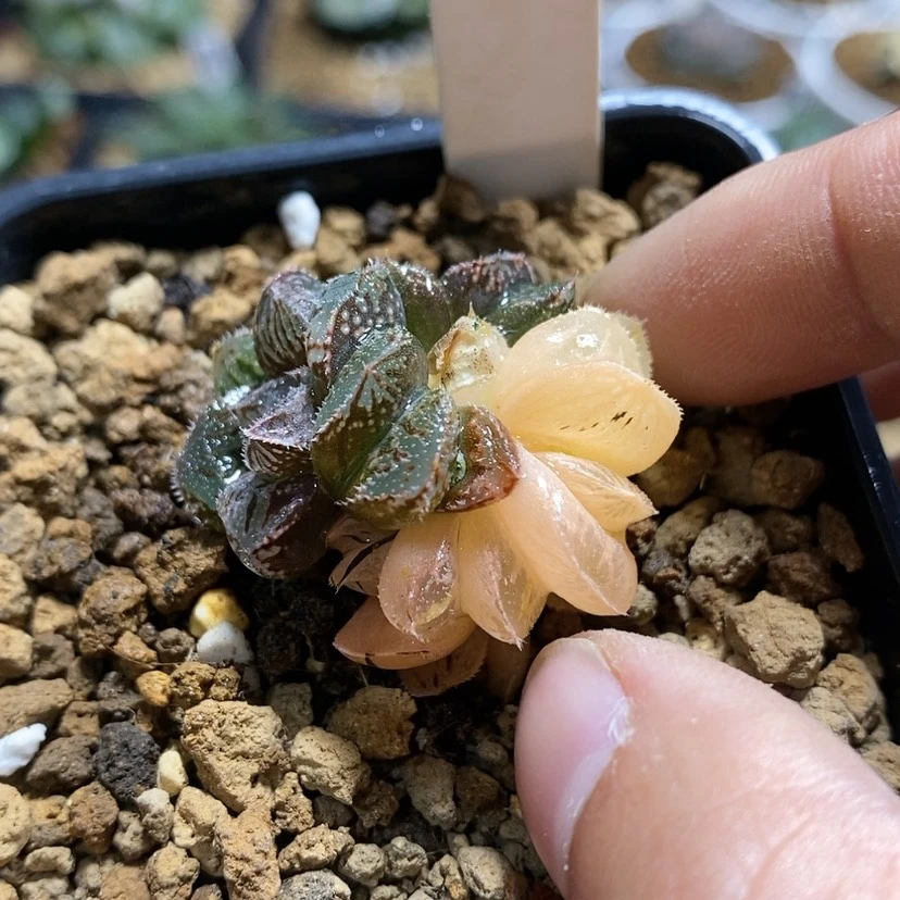 【闪购商品】鹿****）161魔刺杂