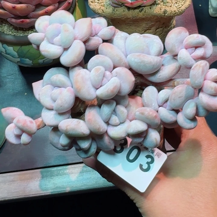 丸叶粉兔群生         精控精养多肉植物