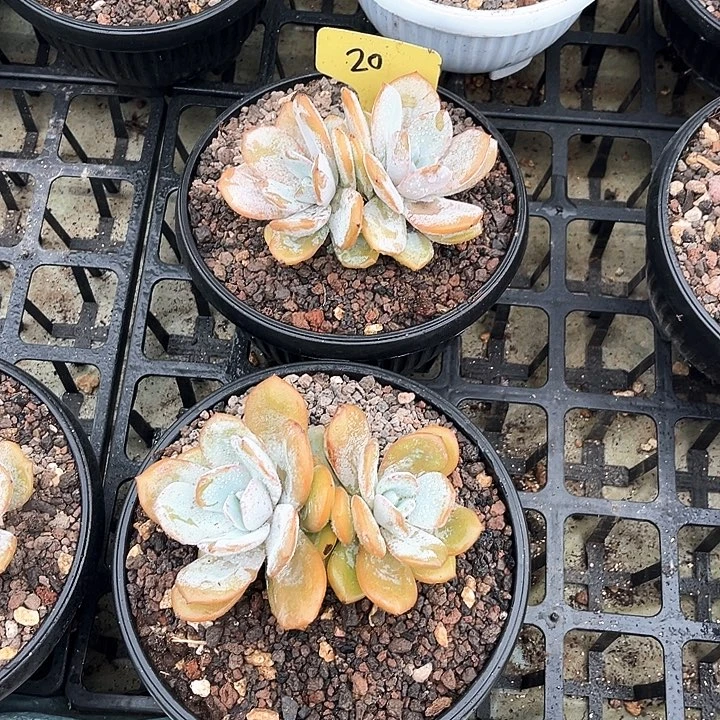 2个双头奶茶20号码牌子的
