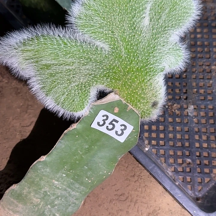 我***花无花朵清货九尾狐缀353