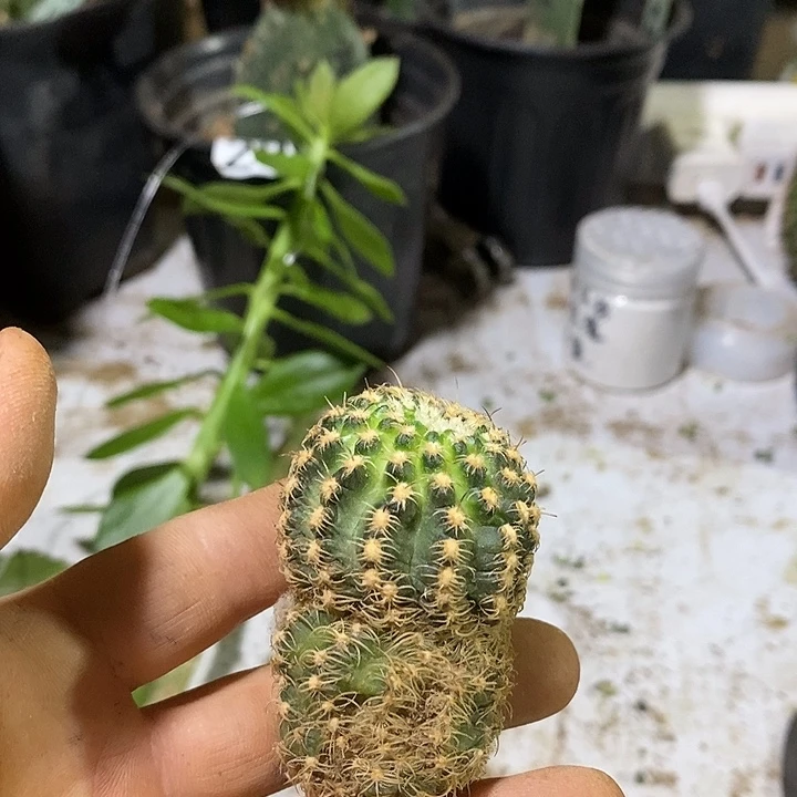 阳***烂魅影侧芽歪头一个