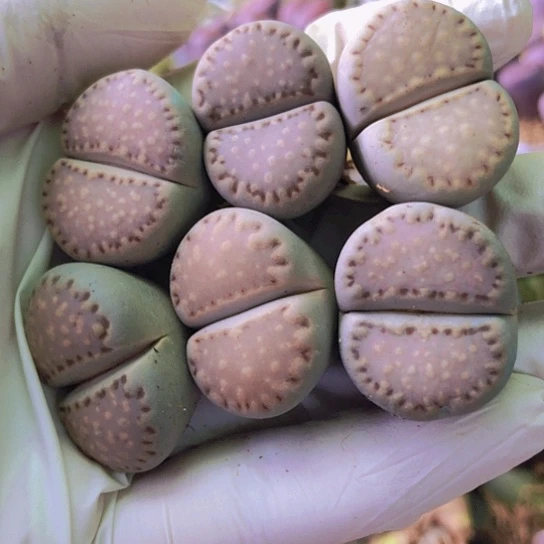 无花朵0233，饼干个别老皮微瑕2.5厘米左右