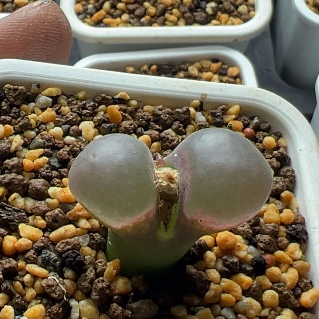 无花朵实生风铃玉45