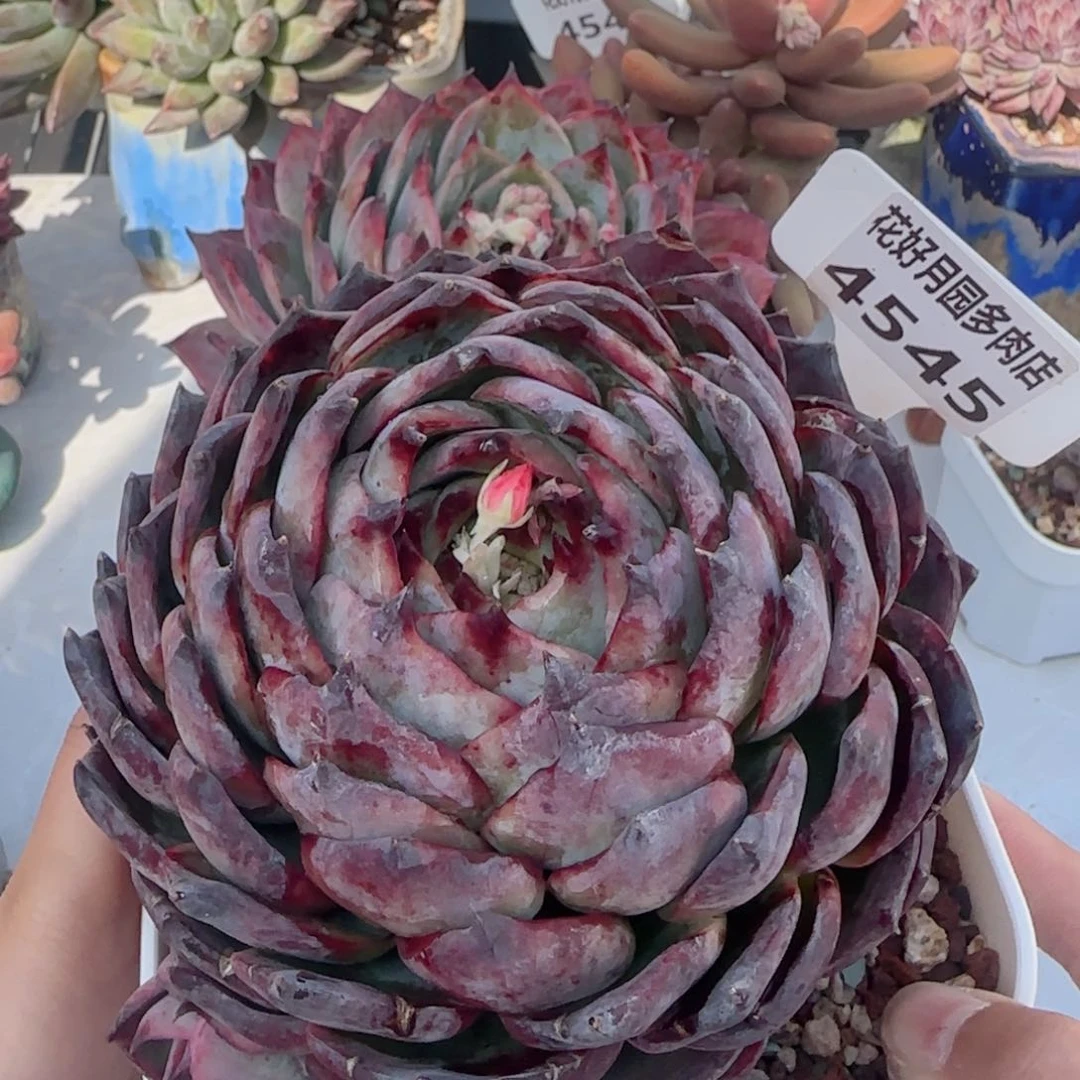 ?***?多肉植物4545………………