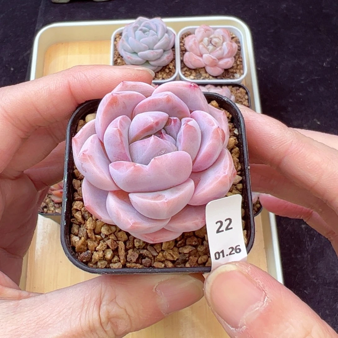 冰魄22、哈哈哈哈