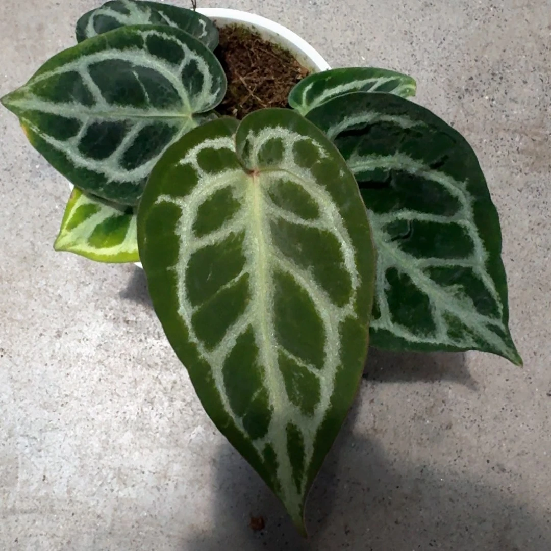 不开花植物Skg银红F2