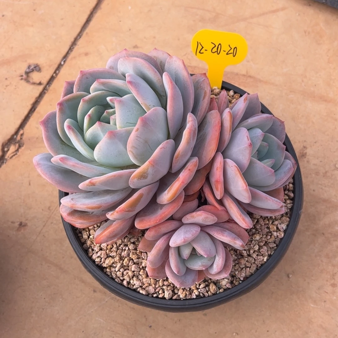 12-20-20凤橙多肉植物