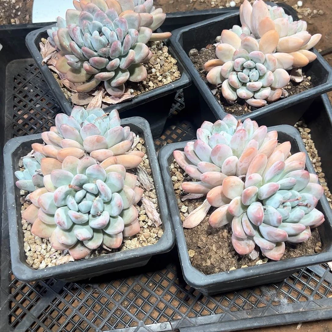 游*多肉植物一物一拍