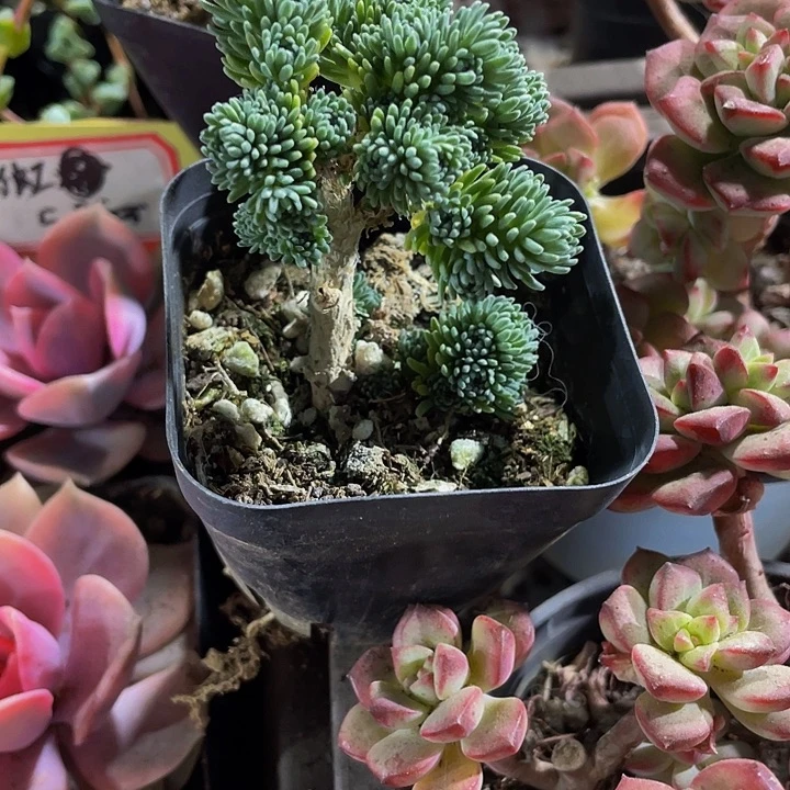 小松树5.8带盆土