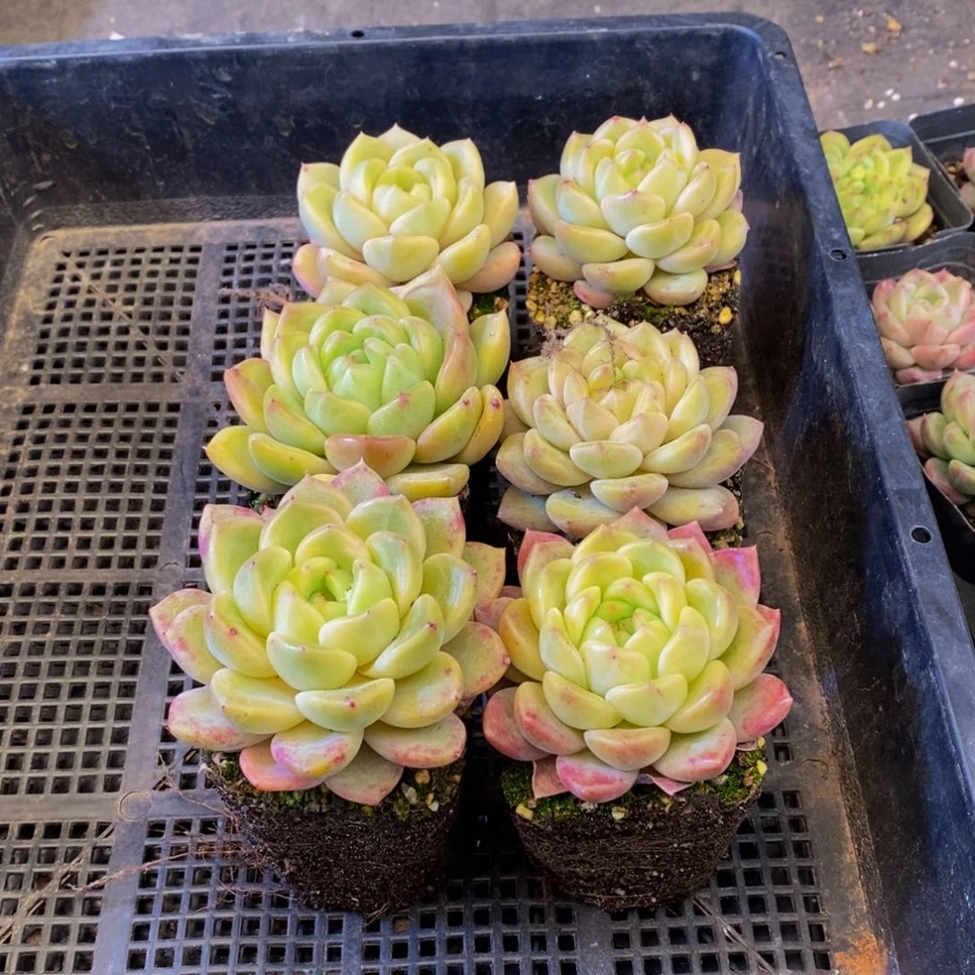 安***#568多肉植物保护研究所所长