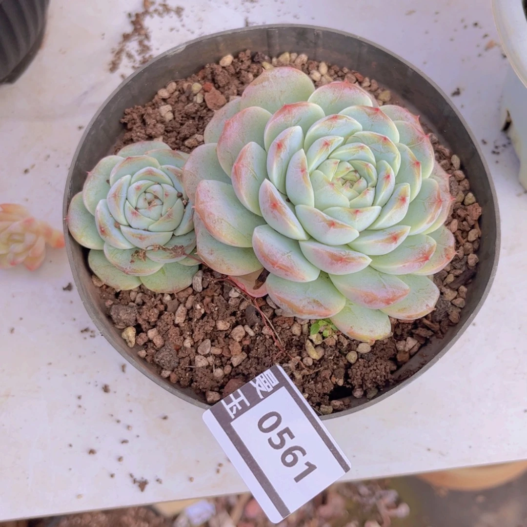 杂多肉植物哦0561