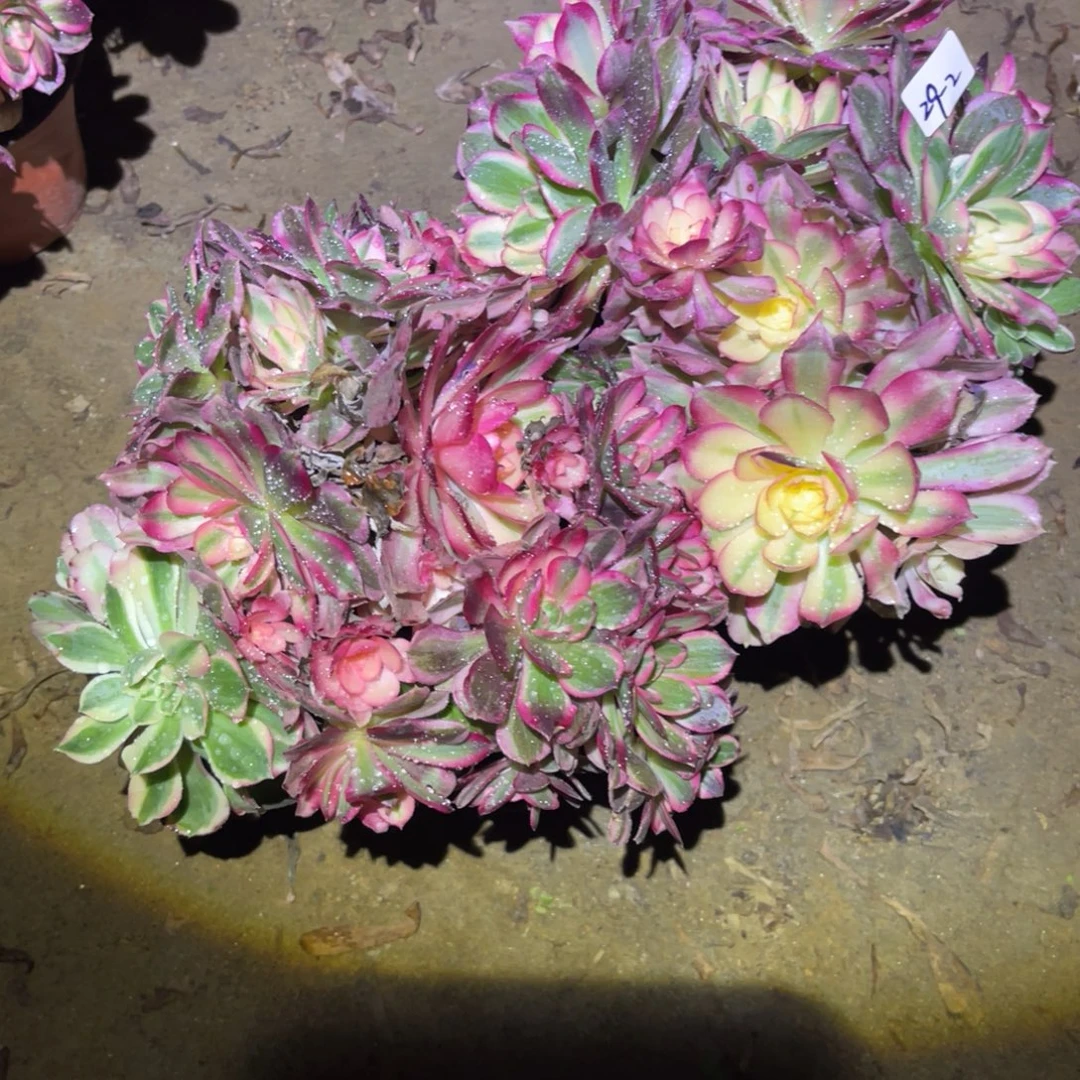 12-29-2西施砍头群两颗