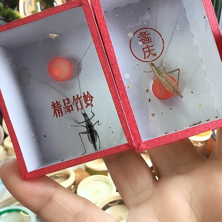 榜***哥2紫竹➕柬竹啊啊啊啊啊啊