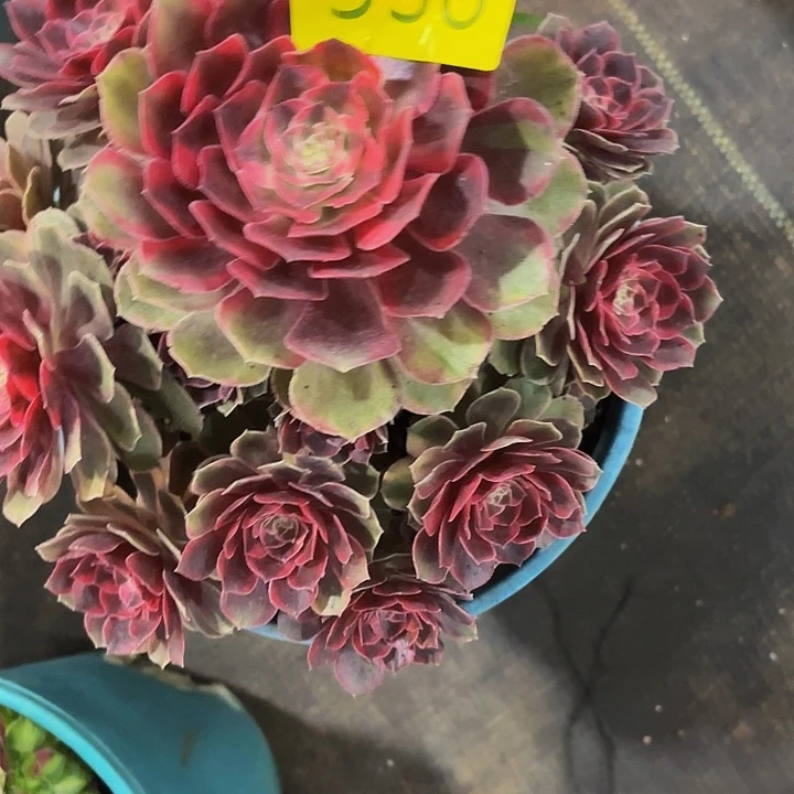 多肉植物福利338个