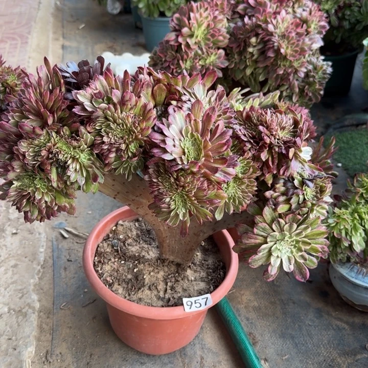 水墨画缀化变异957