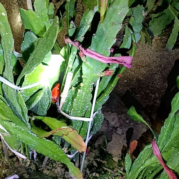 风*子令箭何花中国红